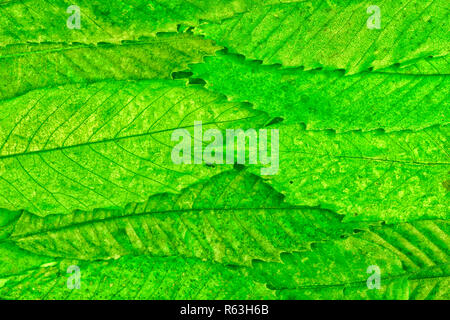 Sfondo astratto a secco con foglie di castagno. Foto Stock