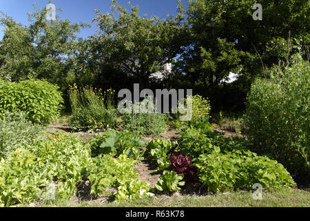 Coltivazione di verdure in giardino (fave, insalate, fagiolini piselli supportato da canne, le piante di pomodoro, prezzemolo, piante di zucchine). Foto Stock