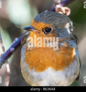 Unione robin (Erithacus rubecula), seduto su un ramo di rovo. Foto Stock