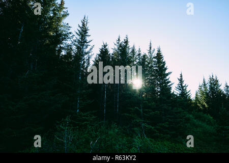 La luce del sole glinting attraverso gli alberi - natura del bosco di sfondo. Foto Stock