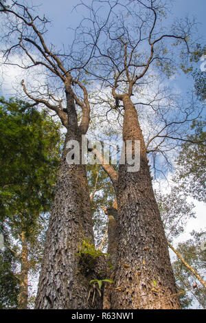 Tall Trees look up da una densa foresta Foto Stock