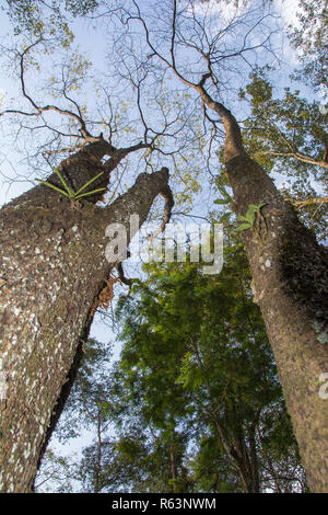 Tall Trees look up da una densa foresta Foto Stock