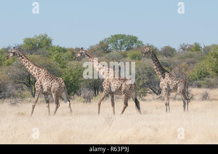 Tre giraffe Foto Stock