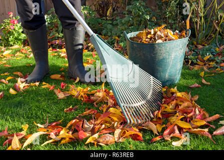 Primo piano di persona uomo giardiniere uomo raccolta rastrellare spazzando foglie cadute su prato giardino in autunno Inghilterra Regno Unito GB Gran Bretagna Foto Stock