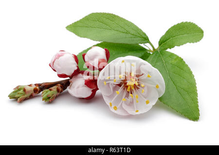 Mandorlo in fiore fiori e boccioli con foglie verdi isolati su sfondo bianco. Foto Stock