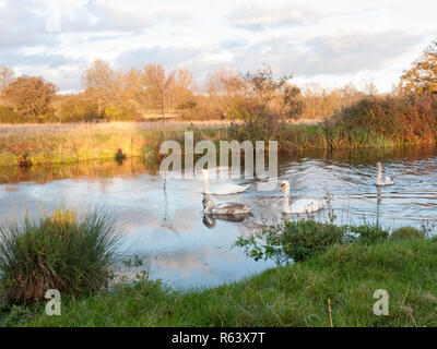 Bel gruppo di cigni e cyngets nuotare lungo il fiume Dedham e natura Foto Stock