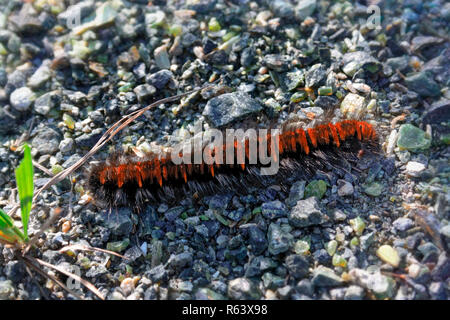 Arctia caja è una falena caterpillar dalla sottofamiglia femmina della famiglia Erebidae. Foto Stock