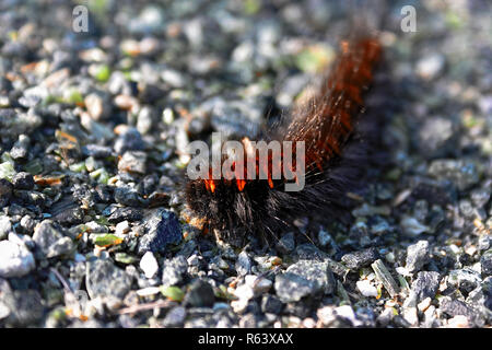 Arctia caja è una falena caterpillar dalla sottofamiglia femmina della famiglia Erebidae. Foto Stock