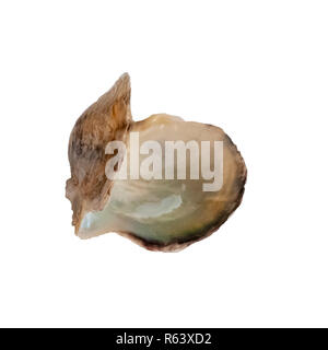 Aprire il doppio clam shell ancora tenuti insieme su sfondo bianco Foto Stock