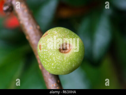 Una macro shot del frutto di una fioritura di mela cotogna bush. Foto Stock