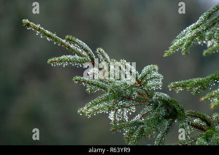 Primo piano di foglie di Fir ricoperte di rugiada a forma di ago. Fotografato a Stubaital, in Tirolo, in Austria nel mese di settembre Foto Stock