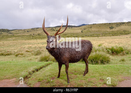 Hirsche im Horton Plains Nationalpark auf Sri Lanka Foto Stock