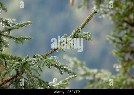 Primo piano di foglie di Fir ricoperte di rugiada a forma di ago. Fotografato a Stubaital, in Tirolo, in Austria nel mese di settembre Foto Stock