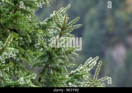 Primo piano di foglie di Fir ricoperte di rugiada a forma di ago. Fotografato a Stubaital, in Tirolo, in Austria nel mese di settembre Foto Stock