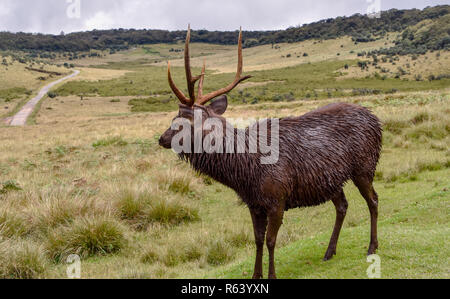 Hirsche im Horton Plains Nationalpark auf Sri Lanka Foto Stock