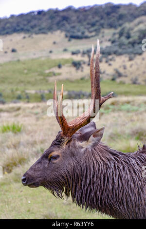 Hirsche im Horton Plains Nationalpark auf Sri Lanka Foto Stock