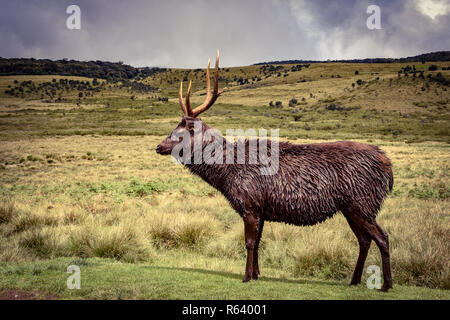 Hirsche im Horton Plains Nationalpark auf Sri Lanka Foto Stock