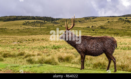 Hirsche im Horton Plains Nationalpark auf Sri Lanka Foto Stock