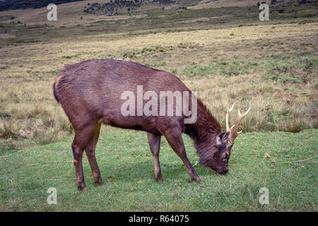 Hirsche im Horton Plains Nationalpark auf Sri Lanka Foto Stock