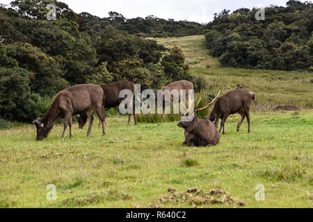 Hirsche im Horton Plains Nationalpark auf Sri Lanka Foto Stock