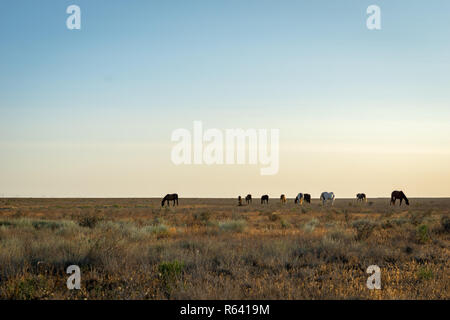 Cavalli selvaggi di sunrise nelle steppe del Kazakistan. Foto Stock