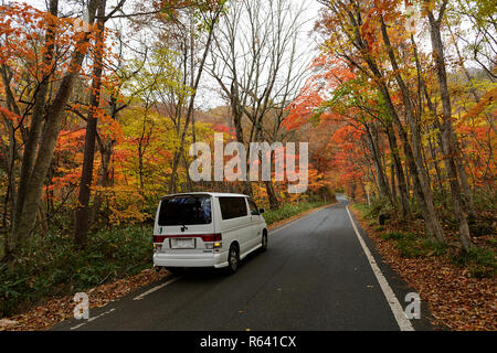 Romantico vibrante magico alberi di acero, autunno strada forestale, Honshu, Giappone Foto Stock