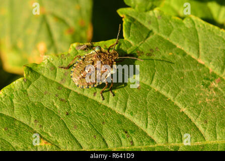 Red zampe bug di protezione un minuscolo insetto foto su un Ortica foglie Urtica dioica Foto Stock