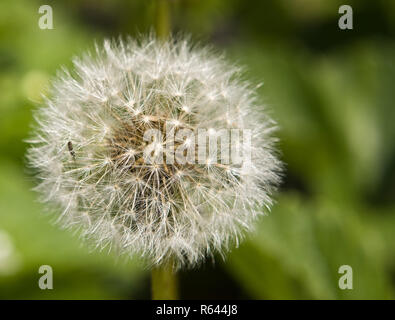 dente di Leone Foto Stock