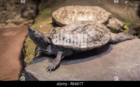 Primo piano di un cursore di cumberland tartaruga con un altro turtle in background Foto Stock