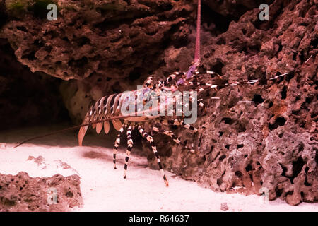 Ornati di roccia spinosa lobster arrampicata su una pietra, una grande Gamberi tropicale dell'oceano pacifico Foto Stock