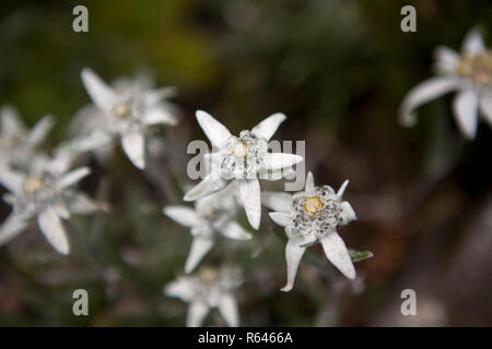 Edelweiss (Leontopodium alpinum) nel Botanischer Alpengarten su Schynige Platte, Oberland bernese, Svizzera Foto Stock