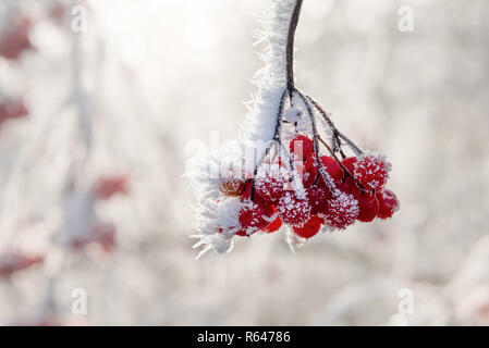 Red mature viburnum bacche su una boccola ricoperta di brina trasformata per forte gradiente in una fredda mattina di dicembre in inverno, Germania Foto Stock