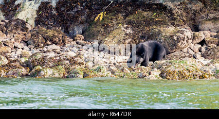 Femmina adulta black bear alla ricerca di cibo, isola foreshore, Tofino, Isola di Vancouver, Pacific Rim National Park Riserva, BC, Canada Foto Stock