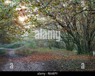 Il percorso coperto con la caduta foglie nella foresta di autunno Foto Stock