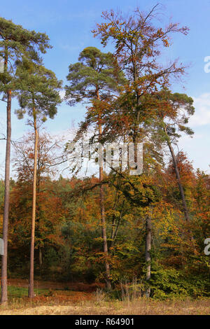 Abeti e faggi sulle dune di sabbia all'interno del villaggio di saupfergbuckel vicino a Walldorf Foto Stock