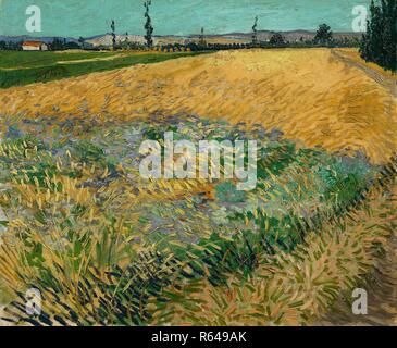 Wheatfield. Data: giugno 1888, Arles. Dimensioni: 54 cm x 65 cm, 74,2 cm x 85,5 cm. Museo: Van Gogh Museum di Amsterdam. Autore: Van Gogh, Vincent. VINCENT VAN GOGH. Foto Stock