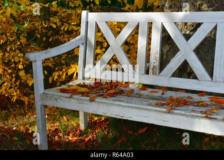 In faggio colorato foglie su un vecchio bianco panca di legno in giardino Foto Stock