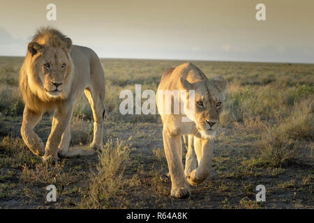 Lion (Panthera leo) coppia comportamento prima dell'accoppiamento, Ngorongoro Conservation Area, Tanzania. Foto Stock