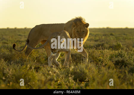 Lion (Panthera leo) coppia corteggiamento prima dell'accoppiamento, durante il tramonto sulla savana, Ngorongoro Conservation Area, Tanzania. Foto Stock