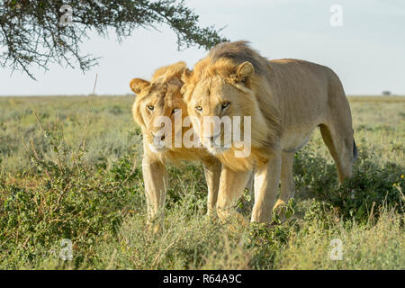 Due maschio lion (Panthera leo) fratelli a camminare insieme sulla savana, vicino, Ngorongoro Conservation Area, Tanzania. Foto Stock