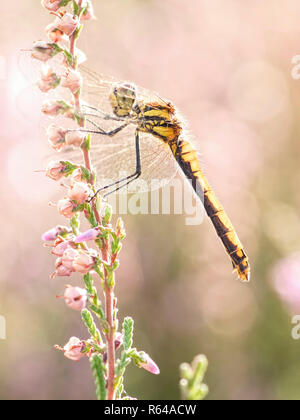 Ritratto di un Nero Darter libellula Foto Stock