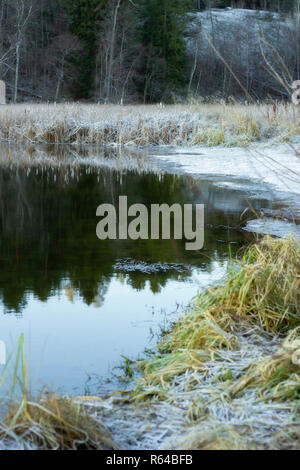 Frosty reed si è riflessa in una parzialmente lago ghiacciato. L'acqua riflette il verde degli abeti. Verticale. Foto Stock