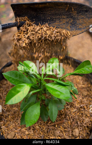 Spalare il terreno di incapsulazione in un vaso di fiori con un fresco e verde lime calamansi piantina piantagione Foto Stock