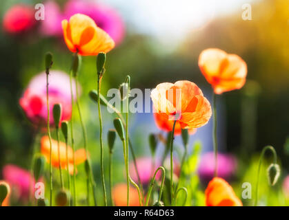 Primo piano di fiori di papavero in condizioni di luce solare intensa Foto Stock