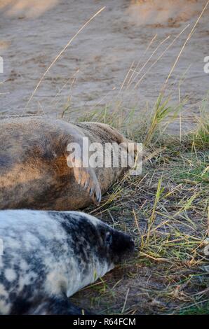 Madre spazzolatura o strofinarsi il neonato pup con la sua pinna teso, grigio guarnizione colonia di allevamento, Donna Nook, Lincolnshire, Inghilterra, Regno Unito. Foto Stock
