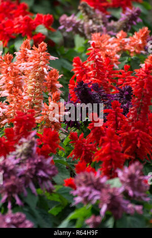 Red miscelati giardino bellissimo sfondo di fiori Foto Stock