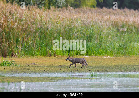 Europeo solitario Lupo grigio / grigio selvatico lupo (Canis lupus) foraggio lungo la riva del lago, Sassonia / Sachsen, Germania Foto Stock