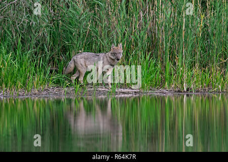 Europeo solitario Lupo grigio / grigio selvatico lupo (Canis lupus) foraggio lungo la riva del lago, Sassonia / Sachsen, Germania Foto Stock