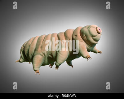 Tardigrada, acqua bear Foto Stock