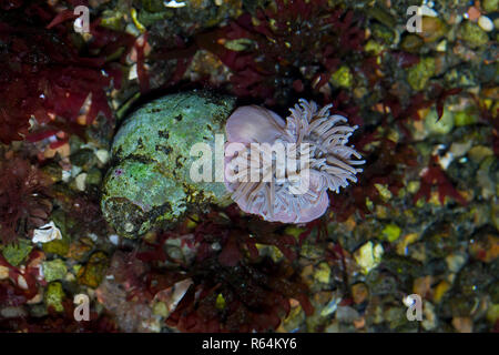 Anemone Beadlet (Actinia equina) in rock pool, anemone marittimo trovati sulle sponde rocciose dall' Europa occidentale e il Mar Mediterraneo a sud africa Foto Stock